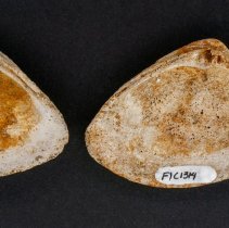 Rangia cuneata, FlC1314. Internal views w/scale bar.