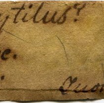 Historic label for Perna conradiana, FIC1316.