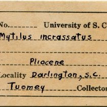 UofSC label for Perna conradiana, FIC1316.