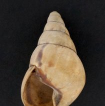 Corona regina, 21-005. Apertural view of specimen.