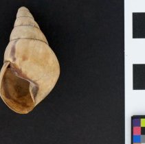 Corona regina, 21-005. Apertural view w/scale bar.