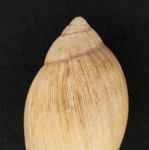 Euglandina rosea, 21-009A. Dorsal view of specimen.