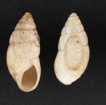 Zebrina detrita, 21-010. Apertural and dorsal views of specimens.
