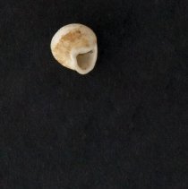 Helicina orbiculata, 21-027. Apertural/basal view w/scale bar.