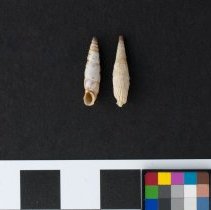 Medora dalmatina, 21-029. Apertural and dorsal views w/ scale bar.