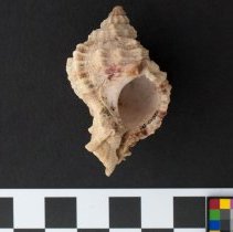 Phyllonotus pomum, 21-035. Apertural view w/scale bar.