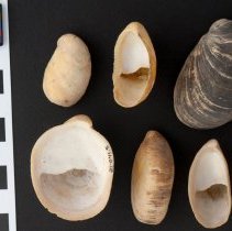 Crepidula fornicata, 21-041. Dorsal and ventral views w/scale bar.