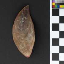 Fasciolaria tulipa, 21-042. Dorsal view w/scale bar.