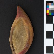 Fasciolaria tulipa, 21-042. Ventral view w/scale bar.