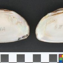 Elliptio icterina, 21-451. Internal view w/scale bar.