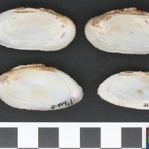 Elliptio icterina, 21-454. Internal view w/scale bar.