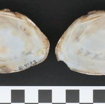 Hamiota altilis, 21-457. Internal view w/scale bar.