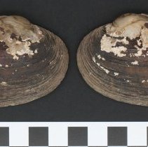 Hamiota altilis, 21-457. External view w/scale bar.