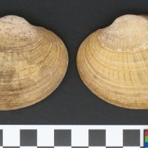 Lampsilis fasciola, 21-458. External views w/scale bar.