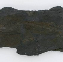 Neuropteris loschii, FIC1065. Top view with scale bar.