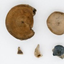 Elasmobranchii (indeterminate), FIC1146, w/ scale bar.