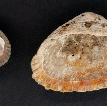 Dallarca idonea, FlC1292. Interior view with scale bar.