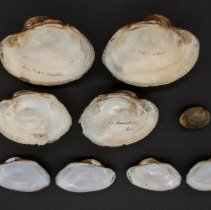 Lampsilis cardium, 21-277. Internal and external views w/scale bar.