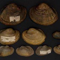 Lampsilis cardium, 21-277. External view w/scale bar.