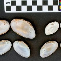 Elliptio congaraea, 21-386. Internal view w/scale bar.