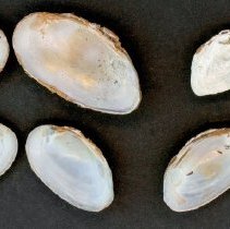 Elliptio congaraea, 21-386. Internal view of specimens.