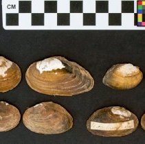 Elliptio congaraea, 21-386. External view w/scale bar.