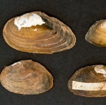 Elliptio congaraea, 21-386. External view of specimens.