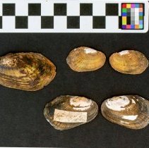 Villosa vibex, 21-389. External view w/scale bar.