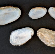 Villosa vibex, 21-389. Internal view of specimens.