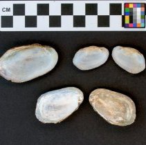 Villosa vibex, 21-389. Internal view w/scale bar.