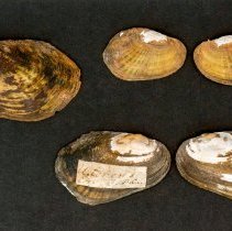 Villosa vibex, 21-389. External view of specimens.