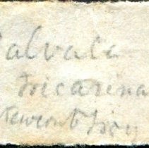 Historic label for Valvata tricarinata, 21-567B.