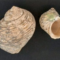 Turbo setosus, 21-379. Dorsal and apertural views of specimens.