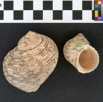 Turbo setosus, 21-379. Dorsal and apertural views w/scale bar.