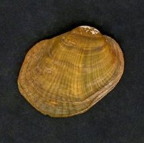 Epioblasma torulosa, 21-391. External view of specimen.