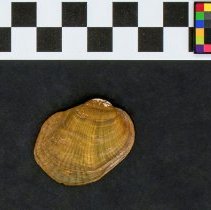 Epioblasma torulosa, 21-391. External view w/scale bar.