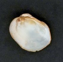 Epioblasma torulosa, 21-391. Internal view of specimen.