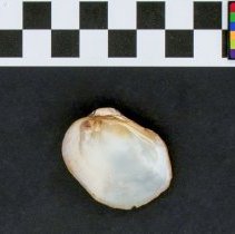 Epioblasma torulosa, 21-391. Internal view w/scale bar.