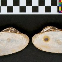 Lampsilis dolabraeformis, 21-393. Internal view w/scale bar.