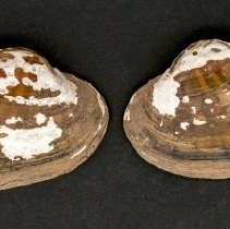 Lampsilis dolabraeformis, 21-393. External view of specimens.