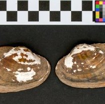 Lampsilis dolabraeformis, 21-393. External view w/scale bar.