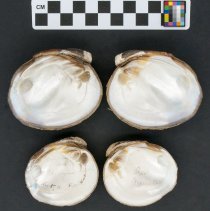 Reginaia ebenus, 21-398. Internal view w/scale bar.