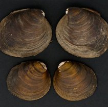 Reginaia ebenus, 21-398. External view of specimens.