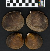 Reginaia ebenus, 21-398. External view w/scale bar.