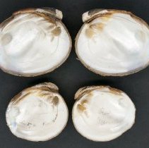 Reginaia ebenus, 21-398. Internal view of specimens.