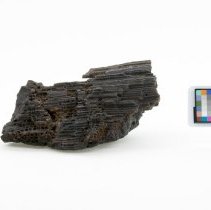 Favosites sp., 5198. Front view w/scale bar.