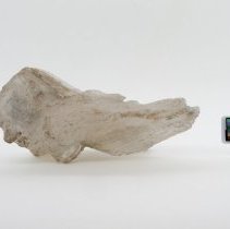 Gypsum, 5675. Reverse view w/scale bar.