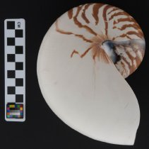 Nautilus pompilius, 13-046.