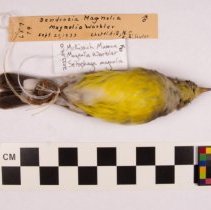 Setophaga magnolia front