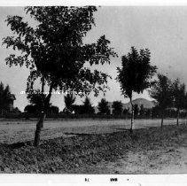 Trees originally planted by W. J. Murphy along Central Avenue.